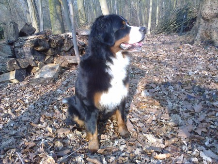 Mythe Van 't Pachthof 